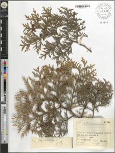 Thuja occidentalis L.