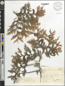 Thuja occidentalis L.