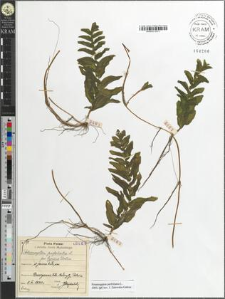 Potamogeton perfoliatus L. fo. typicus Tiselius