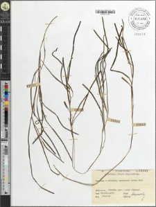 Zostera marina L.