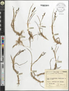 Scheuchzeria palustris L.