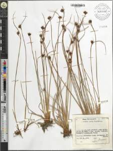 Juncus Jacquini