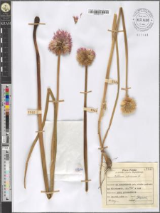 Allium sibiricum L.