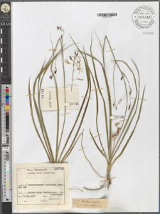 Anthericum ramosum