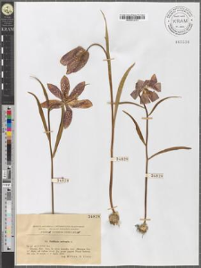 Fritillaria meleagris L.