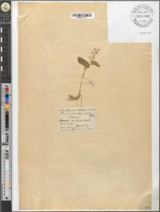 Majanthemum bifolium (L.) D. C.
