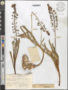 Muscari comosum