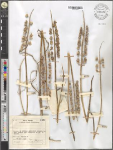 Muscari tenuiflorum Tausch.