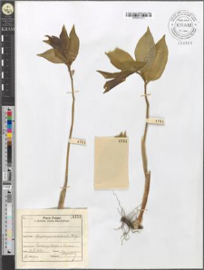 Polygonatum latifolium (Jacq.) Desf.