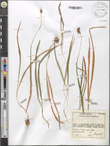 Crocus vernus (L.) Hill subsp. Heuffelianus Herb. fo. tommasiniana tommasiniana