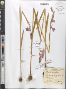 Gladiolus imbricatus L.