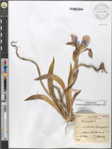 Iris aphylla L.