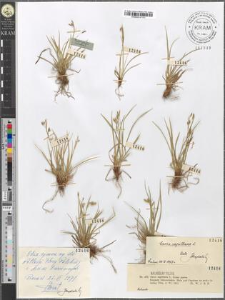 Carex capillaris L. fo. parva