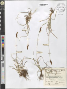 Carex caryophyllea Latourette