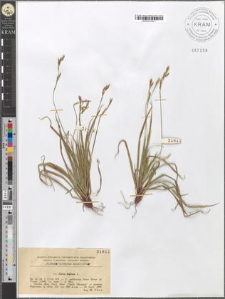 Carex digitata L.
