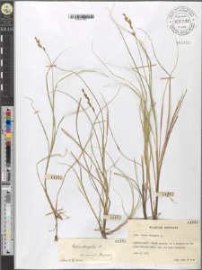 Carex elongata L.