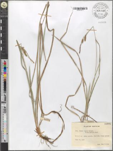 Carex flacca Scherb. fo. pallida Beck