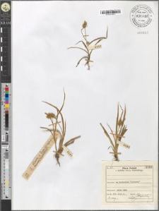 Carex flava × lepidocarpa