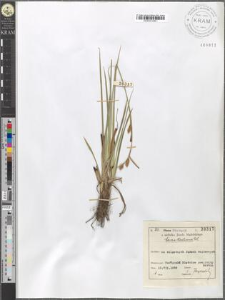 Carex Hostiana DC.