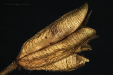Aquilegia vulgaris L.