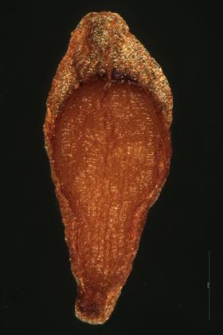 Sempervivum soboliferum L.