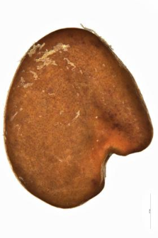Oxytropis carpatica Uechtr.