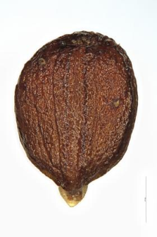 Brunella grandiflora Jacq.
