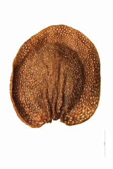 Gentiana lutea L.