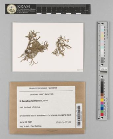 Ramalina ferinacea (L.) Ach.