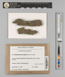 Hypocenomyce scalaris (Ach.) M. Choisy