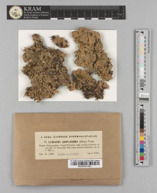 Lobaria amplissima (Scop.) Forss.