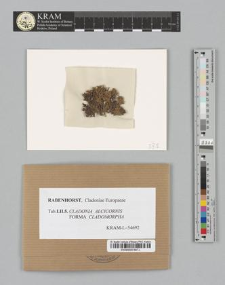 Cladonia alcicornis (Lightf.) Fr. fo. cladomorpha (Ach.)