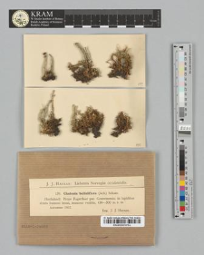 Cladonia bellidiflora (Ach.) Schaer.