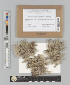 Cladonia rangiferina (L.) Weber ex F.H. Wigg.