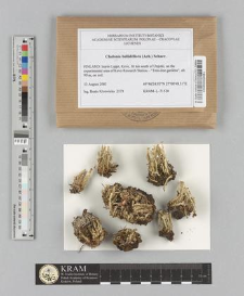 Cladonia bellidiflora (Ach.) Schaer.