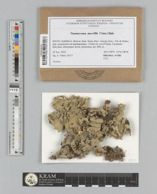 Parmotrema merrillii (C.W. Dodge) Hale