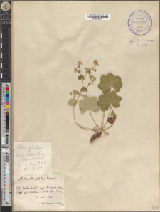 Alchemilla glabra Neygenf.