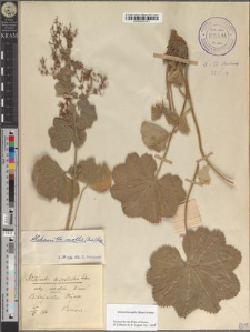 Alchemilla mollis (Buser) Rothm.