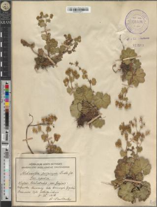 Alchemilla propinqua Lindb. fo. aprica