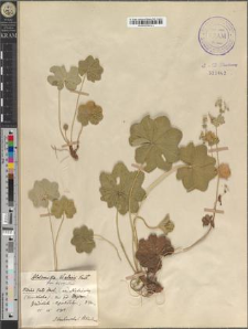 Alchemilla Walasii Pawł. fo. hirsutior