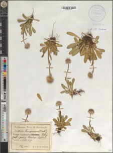 Erigeron hungaricus Vierh.