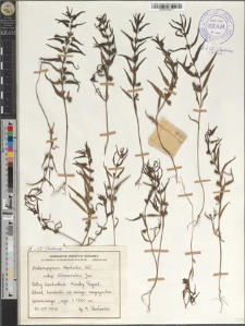 Melampyrum herbichii Woł. subsp. wołoszczakii Jas.