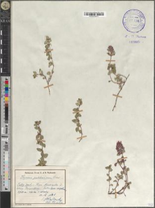 Thymus pulcherrimus Schur