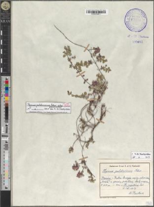 Thymus pulcherrimus Schur subsp. pulcherrimus