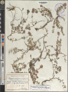 Thymus pulcherrimus Schur subsp. sudeticus (Lyka) P. A. Schmidt × pulegioides L.