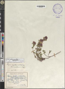 Thymus pulcherrimus Schur × pulegioides L.