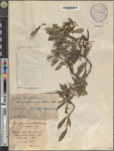 Salix retusa L. var. kitaibeliana Willd. ± fo. stenopus