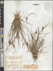 Carex lepidocarpa