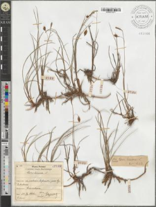 Carex limosa L.