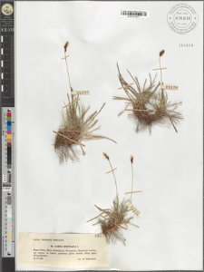 Carex montana L.